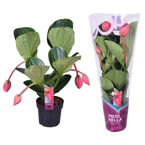 Picture of Medinilla magnifica flamenco 4b