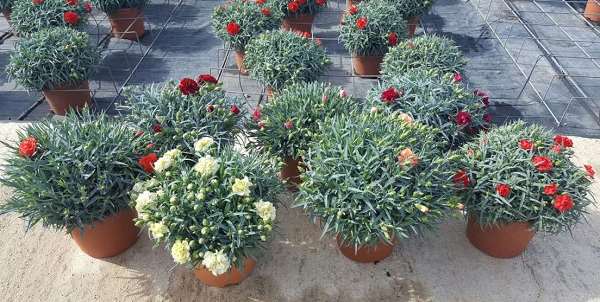 Picture of DIANTHUS ORIENTAL P22CM