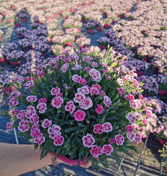 Picture of DIANTHUS PINK KISS P23CM OCE