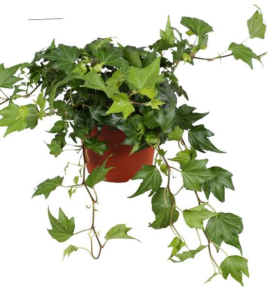 Picture of Hedera helix green ripple