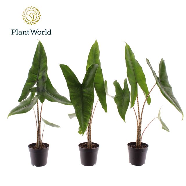 Picture of Alocasia zebrina