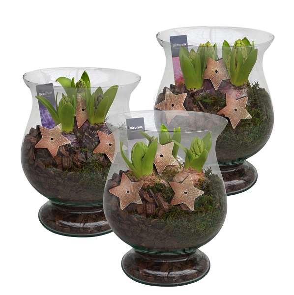 Picture of HYACINTHUS 03BULBS GLASS BORA