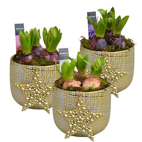 Picture of HYACINTHUS 03BULBS GOLDEN CERAMIC XMAS