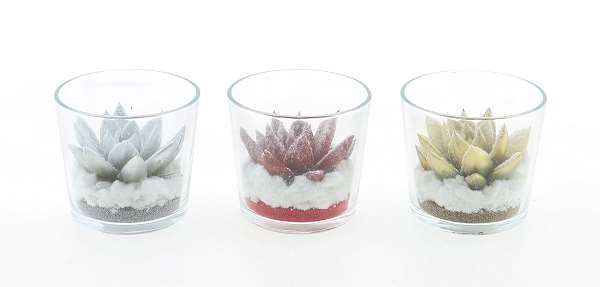 Picture of Echeveria x-mas diyed+snow in glass