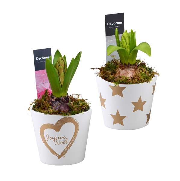 Picture of HYACINTHUS 01BULB CERAMIC XMAS