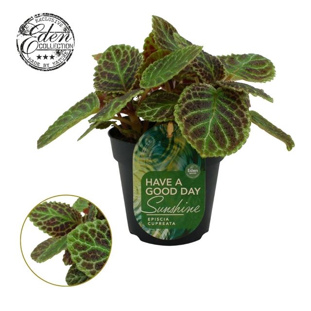 Picture of Episcia cupreata tierra tortuga