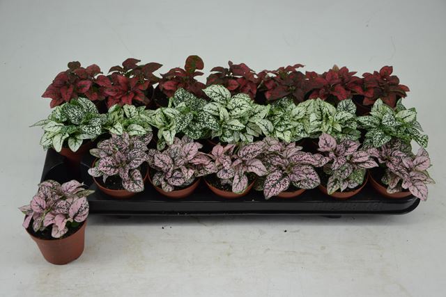 Picture of HYPOESTES MIX