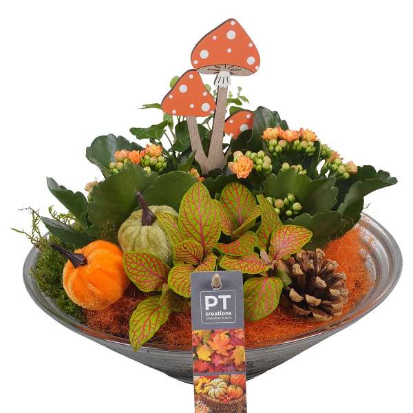 Picture of AUTUMN ARRANGEMENT INDOOR 03PP IN GLASS