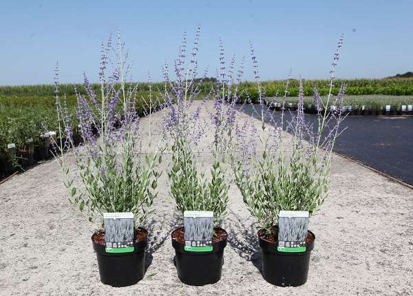 Picture of PEROVSKIA ATRIPLICIFOLIA SILVERY BLUE