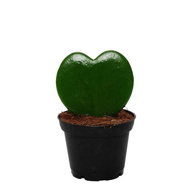 Picture of HOYA KERRII SINGLE HEART