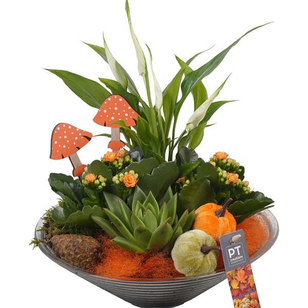 Picture of AUTUMN ARRANGEMENT INDOOR 04PP IN GLASS