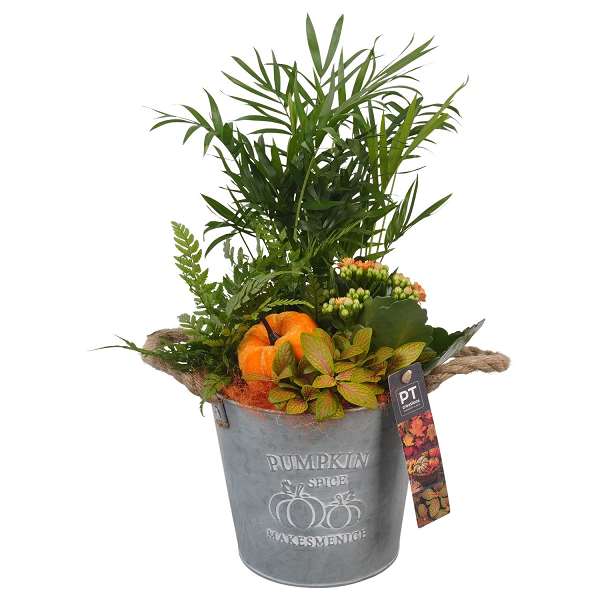 Picture of AUTUMN ARRANGEMENT INDOOR 04PP IN ZINC