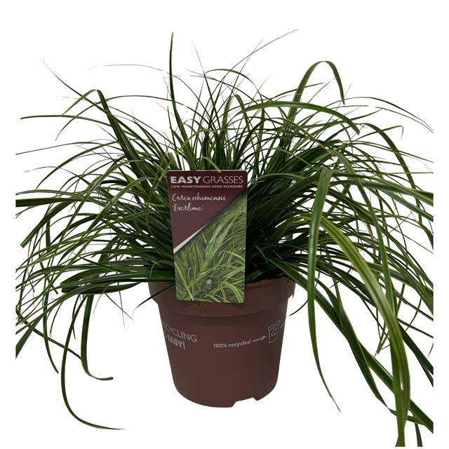 Picture of Carex oshimensis everlime