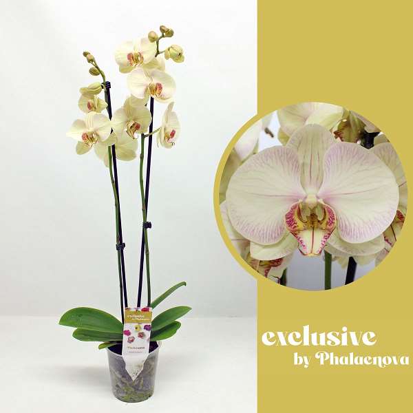 Picture of PHALAENOPSIS 02-STEM MARA