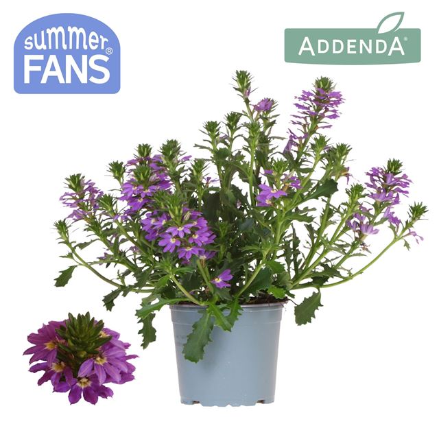 Picture of Scaevola blue