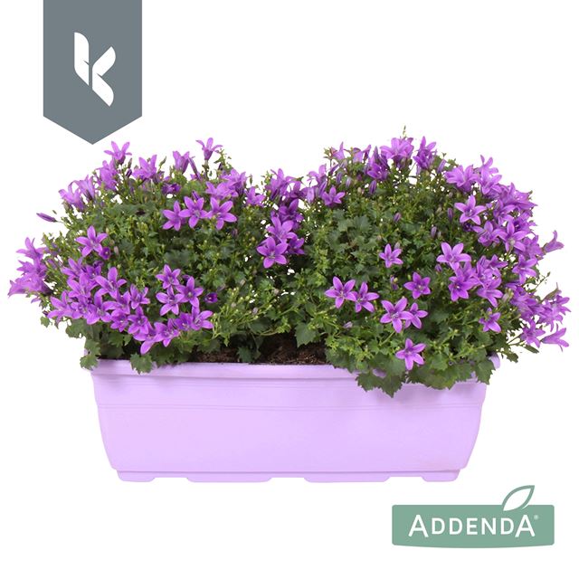 Picture of CAMPANULA AMBELLA PURPLE IN WINDOWBOX