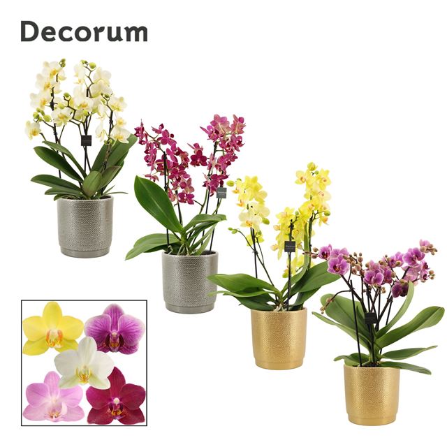 Picture of PHALAENOPSIS DAZZLING MIX 03-4 STEM IN CERAMIC