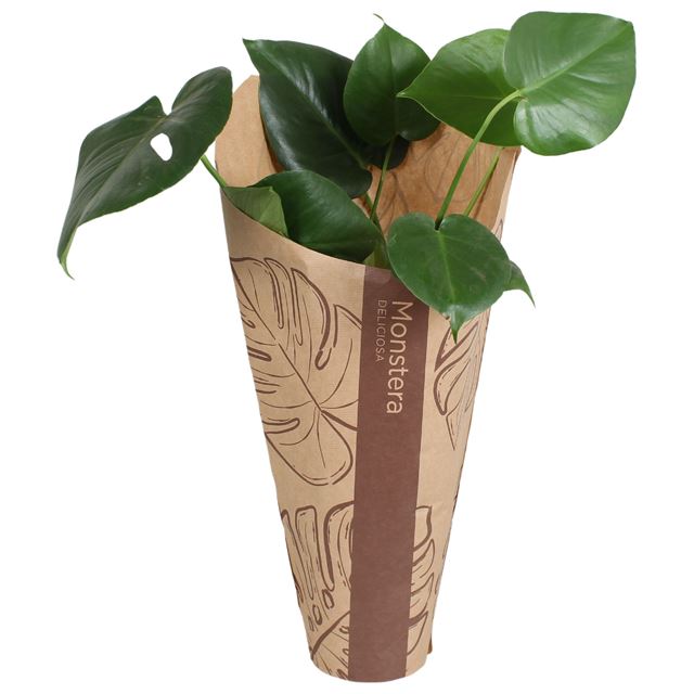 Picture of MONSTERA DELICIOSA IN SLEEVE