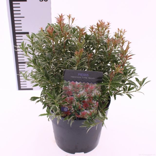 Picture of Pieris japonica little heath
