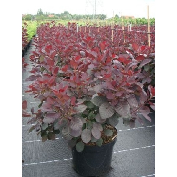 Picture of COTINUS COGGYGRIA ROYAL PURPLE