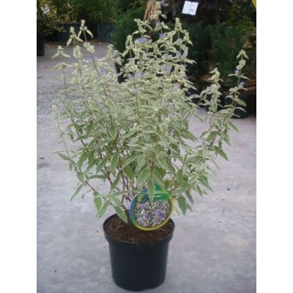 Picture of CARYOPTERIS CLANDONENSIS WHITE SURPRISE