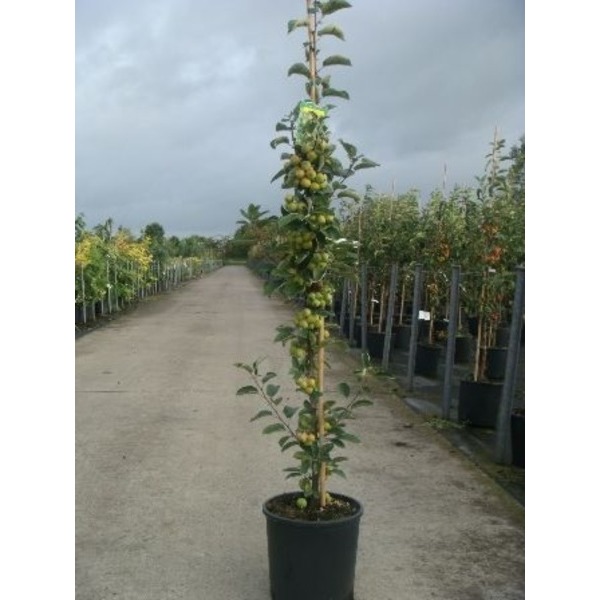 Picture of MALUS GOLDEN HORNET