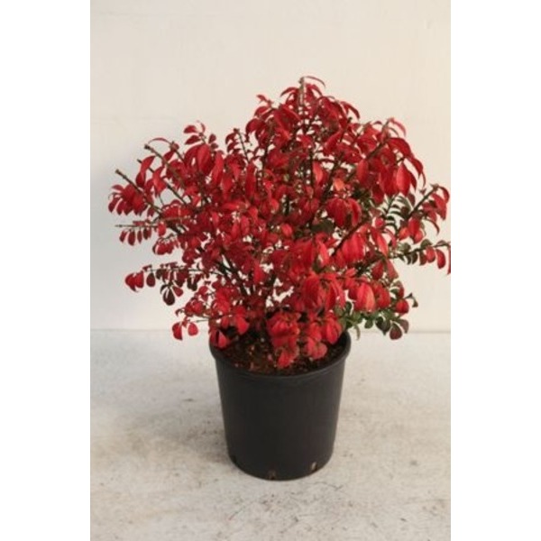 Picture of EUONYMUS ALATUS COMPACTUS