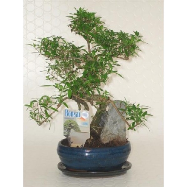 Picture of BONSAI MIX D16 IN CERAMIC WITH ROCK