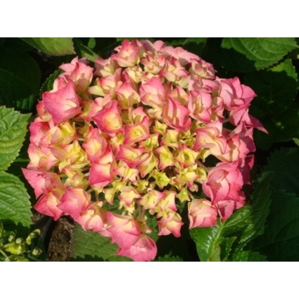 Picture of Hydrangea m  rosita