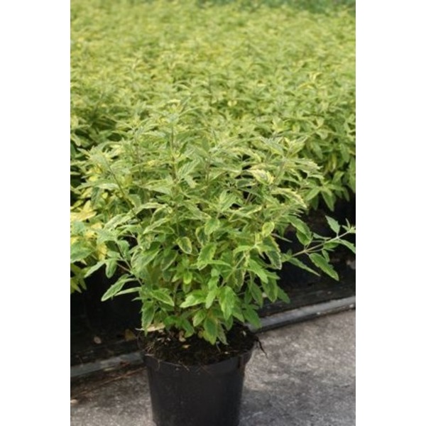 Picture of CARYOPTERIS CLANDONENSIS SUMMER SORBET