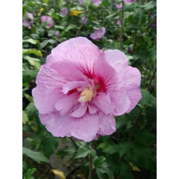 Picture of HIBISCUS SYRIACUS LAVENDER CHIFFON