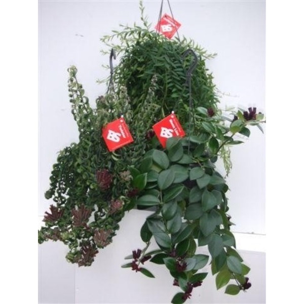 Picture of AESCHYNANTHUS MIX IN HANGING BASKET