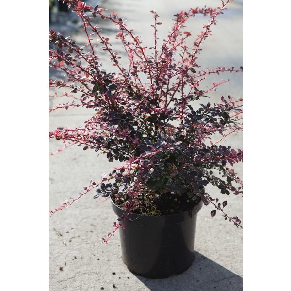 Picture of BERBERIS THUNBERGII HARLEQUIN