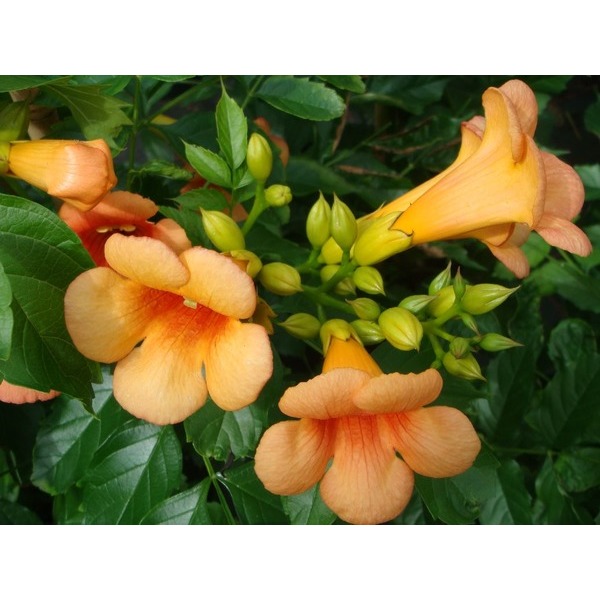 Picture of CAMPSIS RADICANS FLAMENCO