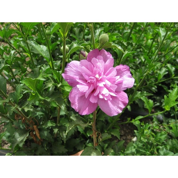 Picture of HIBISCUS SYRIACUS PURPLE RUFFLES