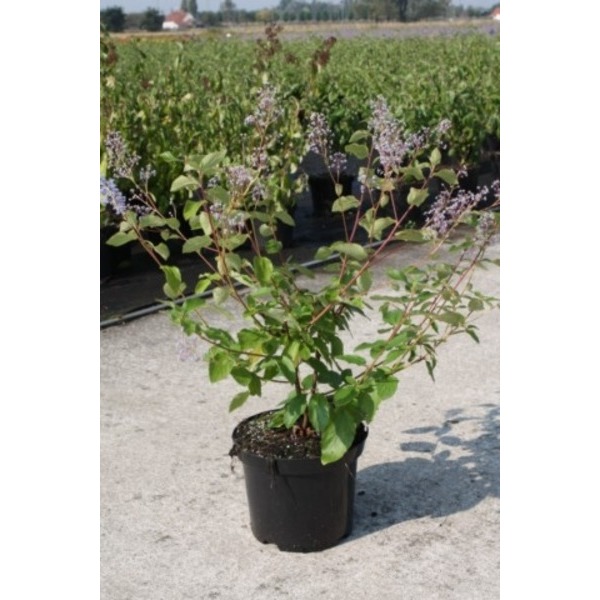 Picture of CEANOTHUS DELILEANUS GLOIRE DE VERSAILLE