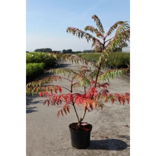 Picture of RHUS GLABRA LACINIATA