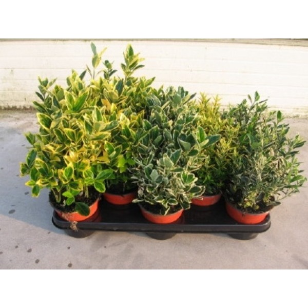 Picture of EUONYMUS JAPONICA MIX
