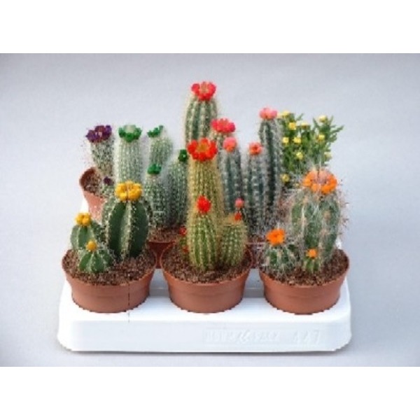 Picture of CACTUS MIX ARTIFICIAL FLOWERS