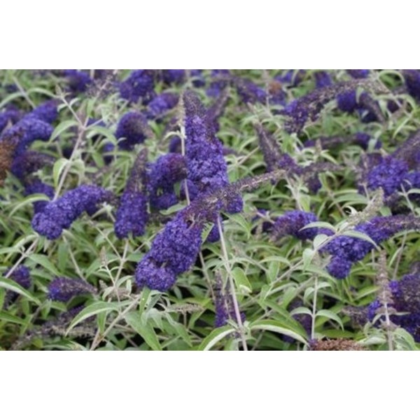Picture of BUDDLEJA DAVIDII ADONIS BLUE