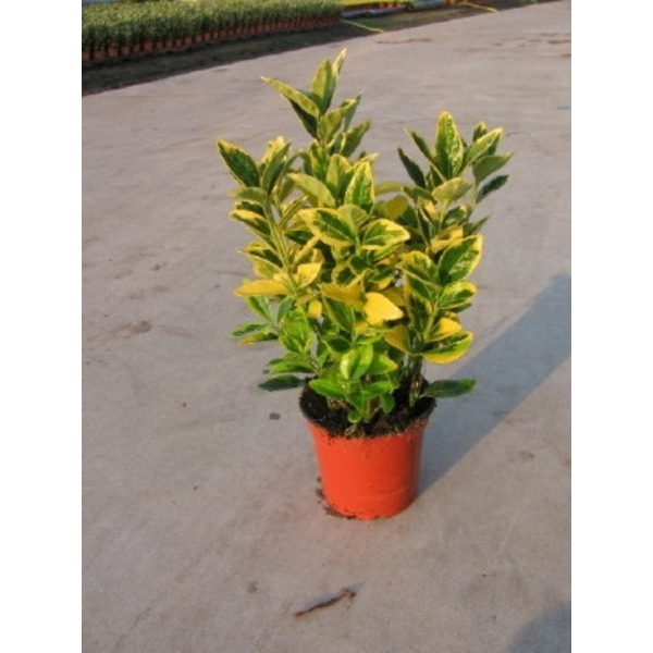 Picture of EUONYMUS JAPONICA AUREA