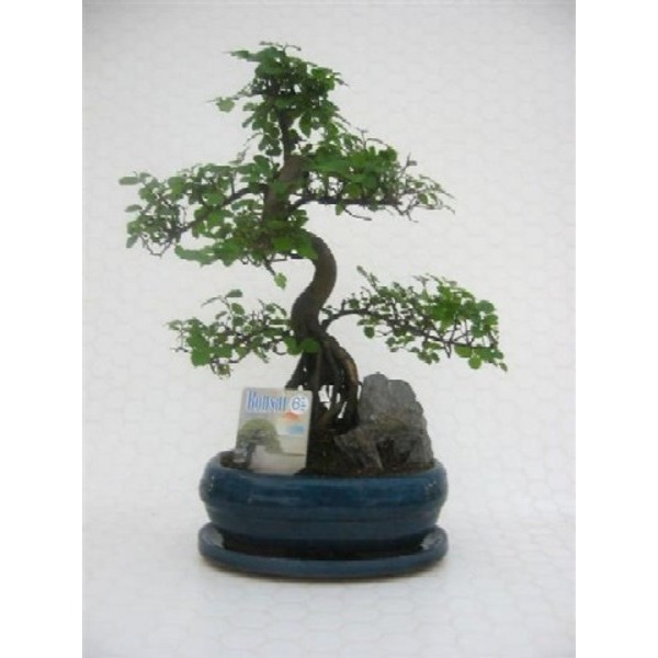 Picture of BONSAI MIX D23 IN CERAMIC WITH ROCK