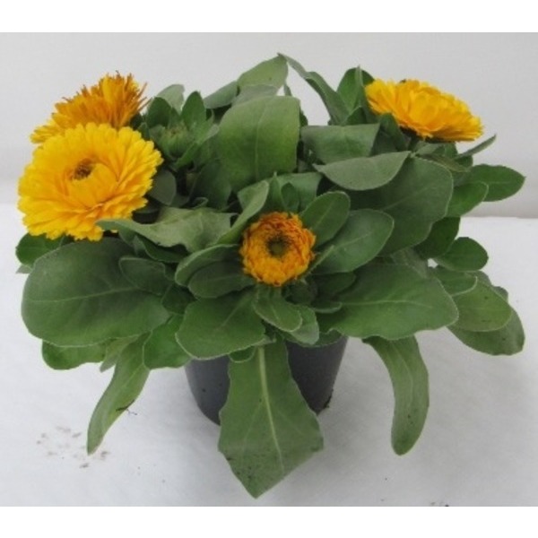 Picture of Calendula