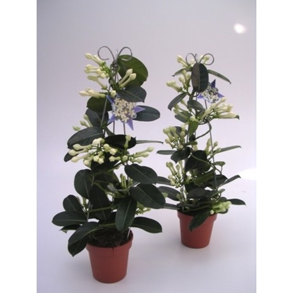 Picture of STEPHANOTIS FLORIBUNDA PYRAMID