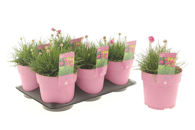 Picture of Armeria armada pink