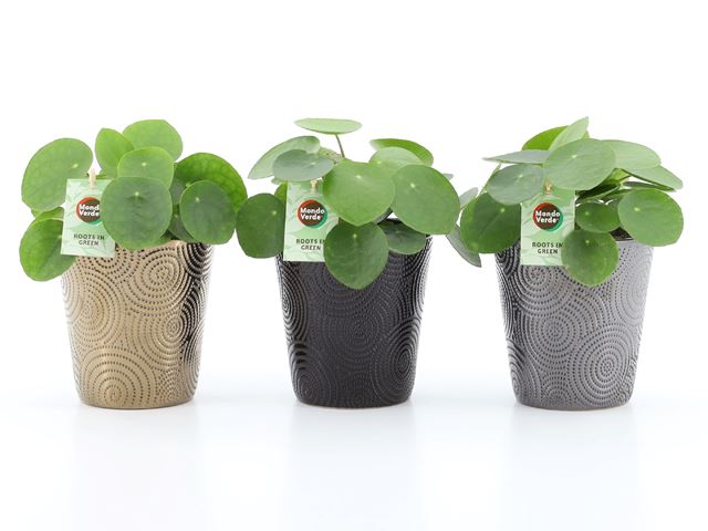 Picture of PILEA PEPEROMIOIDES IN CERAMIC