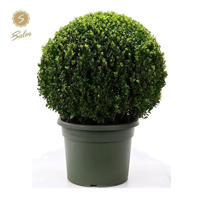 Picture of Ilex crenata ball 070cm