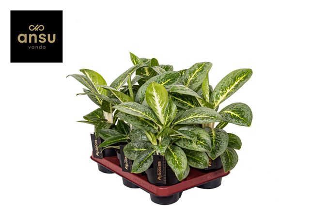 Picture of AGLAONEMA LEMON MINT