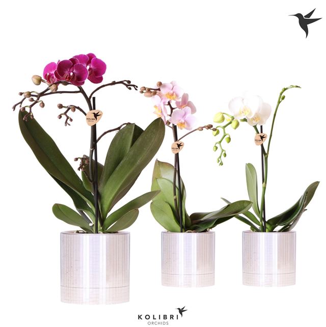 Picture of Phalaenopsis 01-stem kolibri mix in ceramic
