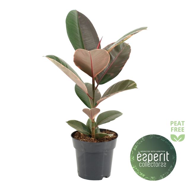 Picture of FICUS ELASTICA PINK CAMOUFLAGE